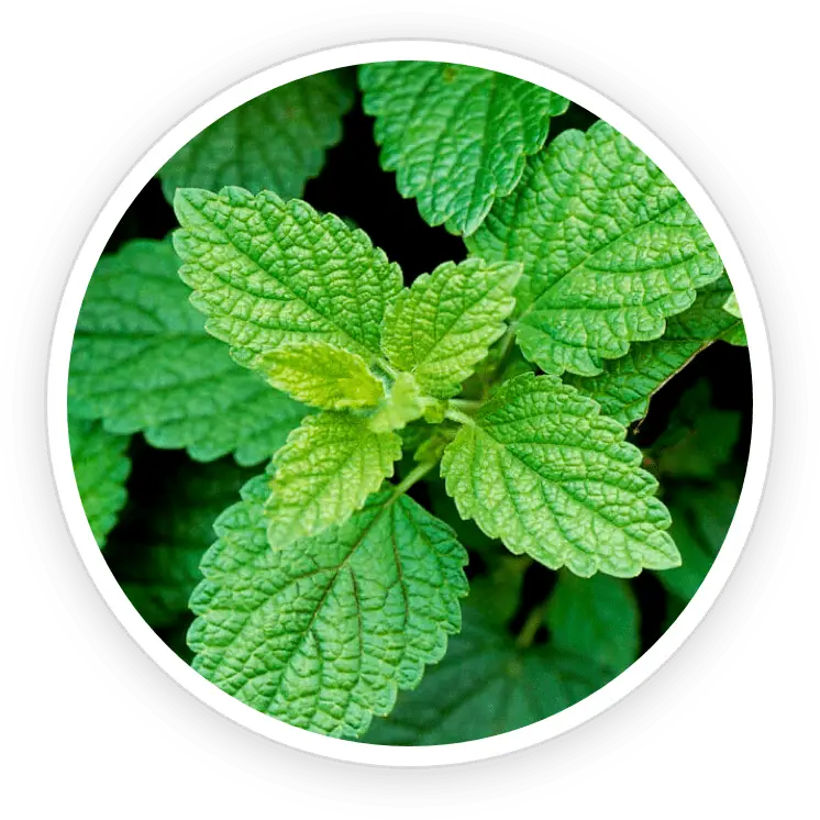 PrimeBiome ingredient Lemon Balm soothing herb